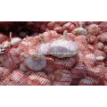 jinxiang new crop Normal white garlic